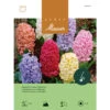 Hyazinthen 'Juno-Prachtmischung' Knollen -Saemereien hyazinthen juni prachtmischung hyacinthus knollen