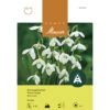 Ikaria-Schneeglöckchen Zwiebeln 1 Ikaria-Schneeglöckchen Zwiebeln -Saemereien ikaria schneegloeckchen galanthus ikariae knollen