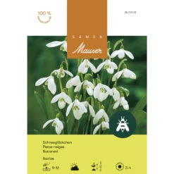 Ikaria-Schneeglöckchen Zwiebeln