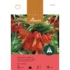 Kaiserkrone 'Ruba Maxima' -Saemereien kaiserkrone ruba maxima fritillaria imperialis zwiebel