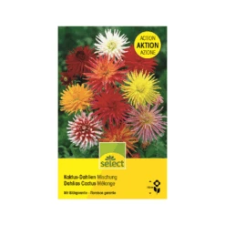 Kaktus Dahlie 'Mischung' Knollen