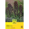 Kaiserkronen Zwiebeln 2 Kaiserkronen Zwiebeln -Saemereien kasierkrone fritillaria persica zwiebeln