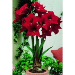 Kleinblumige Amaryllis 'Rapido' Zwiebel