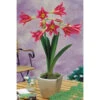 Kleinblumige Amaryllis 'Estella' Zwiebeln -Saemereien kleinblumige amaryllis estella zwiebel