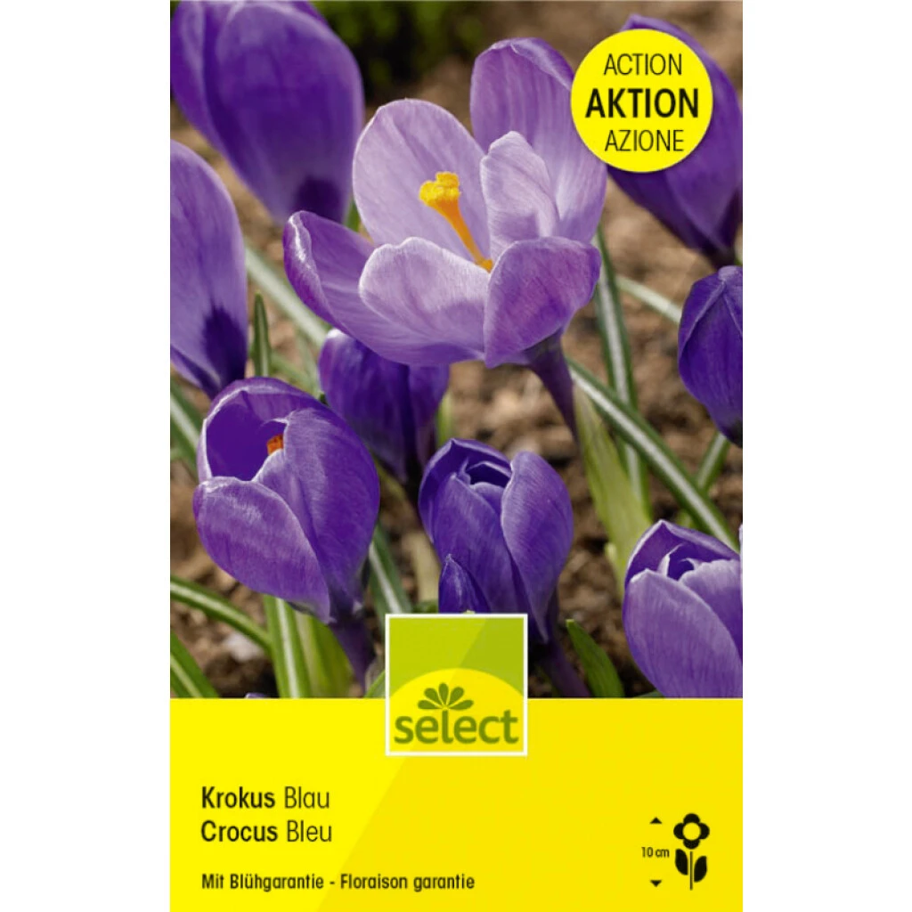 Blaue Krokus Knollen 3 Blaue Krokus Knollen