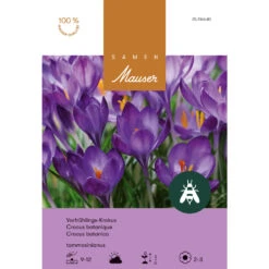 Elfen-Krokus Knollen