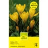 Gelbe Krokus Knollen 2 Gelbe Krokus Knollen -Saemereien krokus gelb crocus knollen