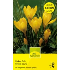 Gelbe Krokus Knollen