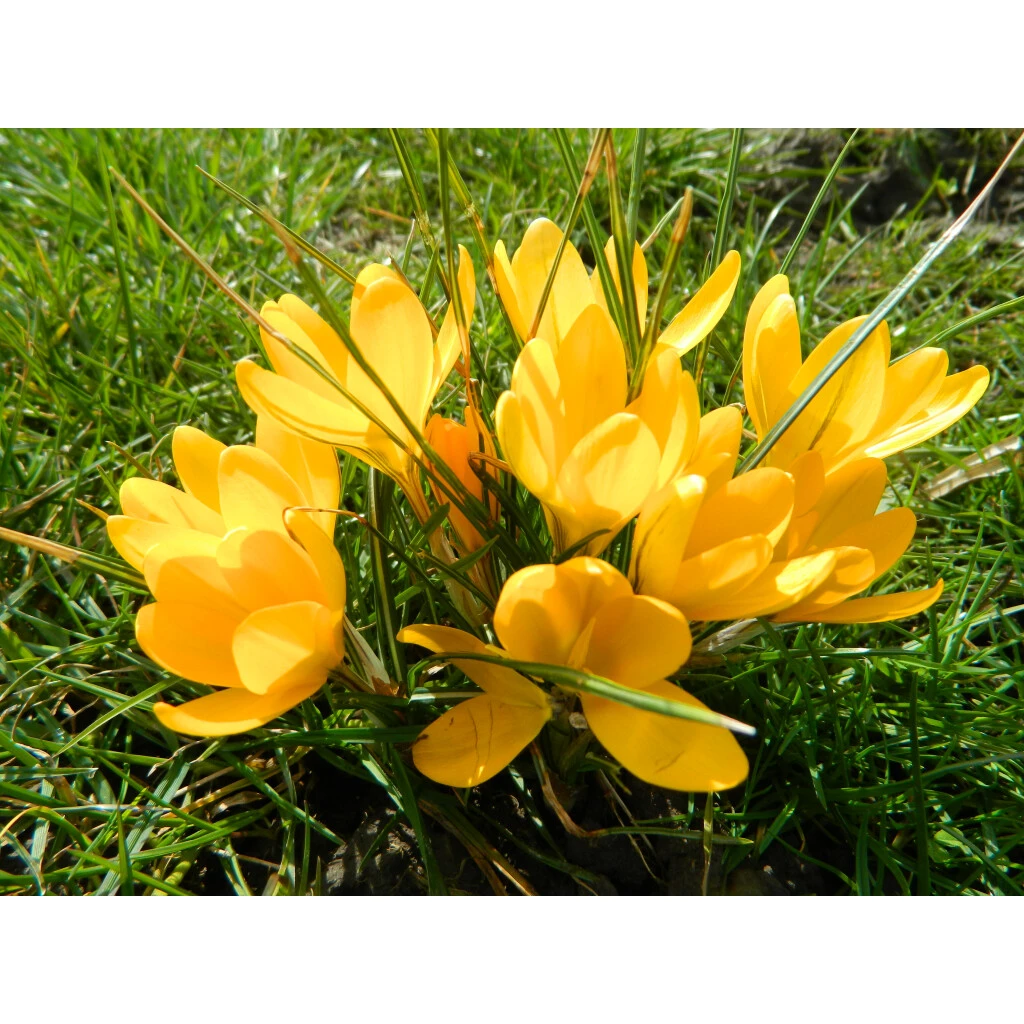 Krokus 'Golden Yellow' Knollen 4 Krokus 'Golden Yellow' Knollen – Bild 2