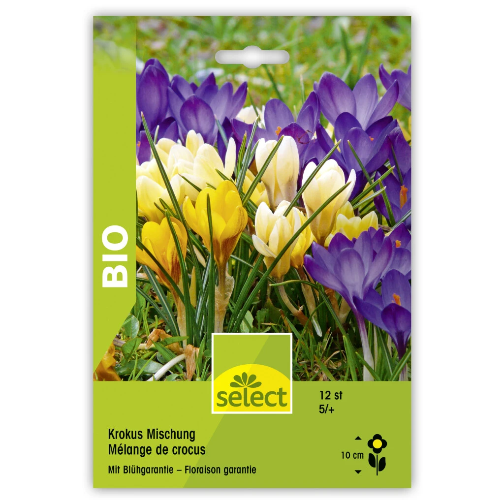 Krokus Mischung Bio Knollen 3 Krokus Mischung Bio Knollen
