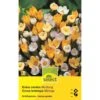 Krokus Mischung Knollen 2 Krokus Mischung Knollen -Saemereien krokus mischung crocus chrysanthus 20 knollen