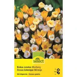 Krokus Mischung Knollen