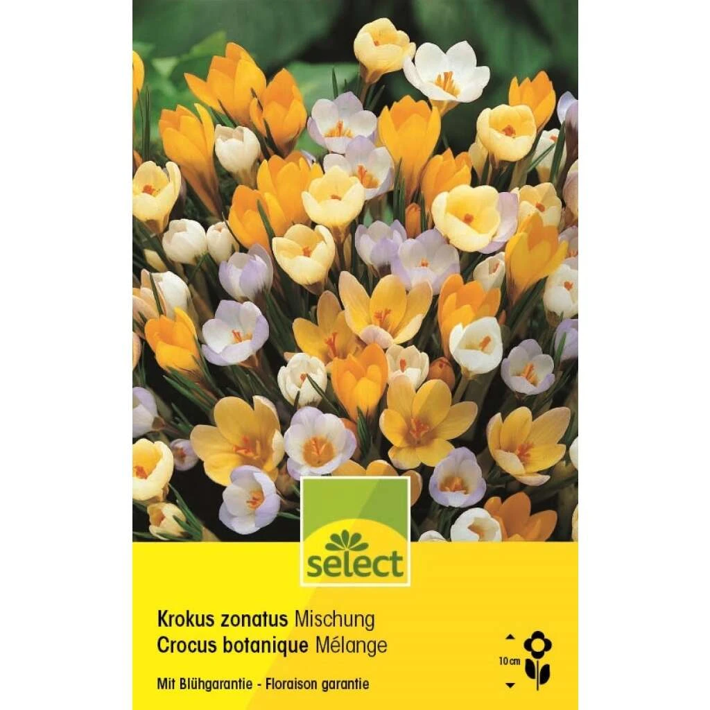 Krokus Mischung Knollen 3 Krokus Mischung Knollen