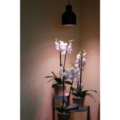 Lampenschirm SAGA Venso EcoSolution -Saemereien lampenschirm saga ohne leuchtkoerpfer vesno eco solution11