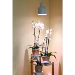 Lampenschirm SAGA Venso EcoSolution -Saemereien lampenschirm saga ohne leuchtkoerpfer vesno eco solution5