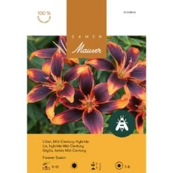 Lilie 'Forever Susanne' Zwiebel