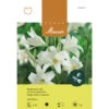 Madonnen-Lilie Zwiebel 2 Madonnen-Lilie Zwiebel -Saemereien lilien madonnen lilium candidum zwiebel
