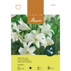 Madonnen-Lilie Zwiebel