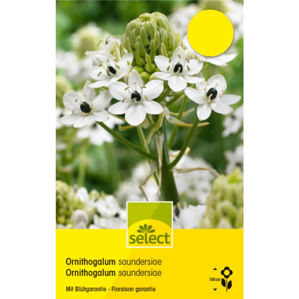 Milchstern Zwiebel 3 Milchstern Zwiebel