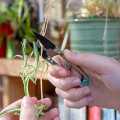 Miniatur-Schere Burgon & Ball -Saemereien miniatur schere burgon ball5