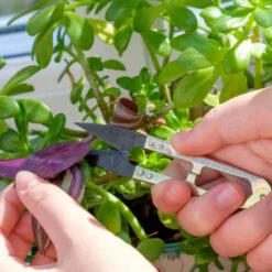 Miniatur-Schere Burgon & Ball -Saemereien miniatur schere burgon ball6