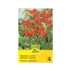 Montbretia 'Masonorum' Zwiebel