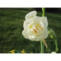 Gefüllte Narzissen 'Bridal Crown' Zwiebeln -Saemereien narzissen bridal crown narcissus zwiebeln3