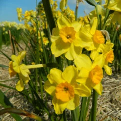 Jonquille Narzissen 'Golden Dawn' Zwiebeln