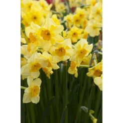 Ausgewählte Produkte -Saemereien narzissen golden dawn narcissus zwiebeln2