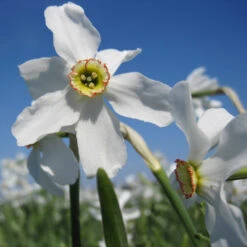 Dichter Narzissen 'Recurvus' Zwiebeln
