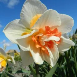 Gefüllte Narzissen 'Replete' Zwiebeln