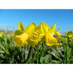 Cyclamineus-Narzissen 'Tete à Tete' Zwiebeln -Saemereien narzissen tete a tete narcissus zwiebeln3