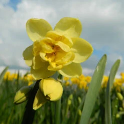 Gefüllte Narzissen 'Yellow Cheerfulness' Zwiebeln