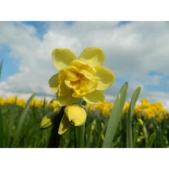 Gefüllte Narzissen 'Yellow Cheerfulness' Zwiebeln -Saemereien narzissen yellow cheerfulness narcissus zwiebeln3