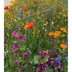 Nützlingsweide 'SummSumm Wiese' 250g (Blumen- & Kräutermischung) Samen -Saemereien nuetzlingsweide summ summ wiese 250g blumen und krautermischung bio samen3