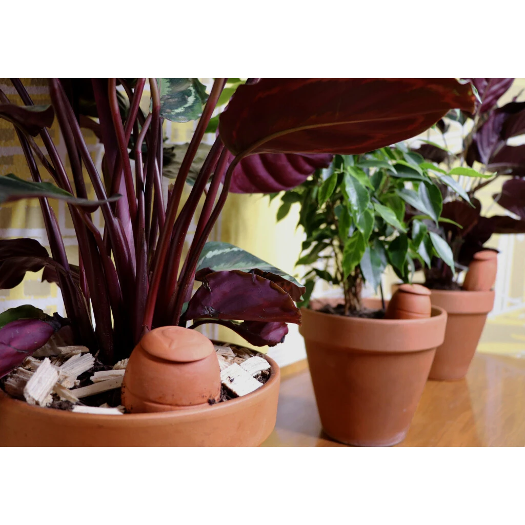 Olla XS Bewässerungstontopf 4 Olla XS Bewässerungstontopf – Bild 2