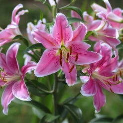 Orientalische-Lilie 'Maldano' Zwiebel