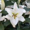Orientalische-Lilie 'Zambesi' Zwiebel -Saemereien orientalische lilien zambesi lilium zwiebel bio