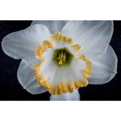 Ausgewählte Produkte -Saemereien osterglocken accent narcissus zwiebeln2