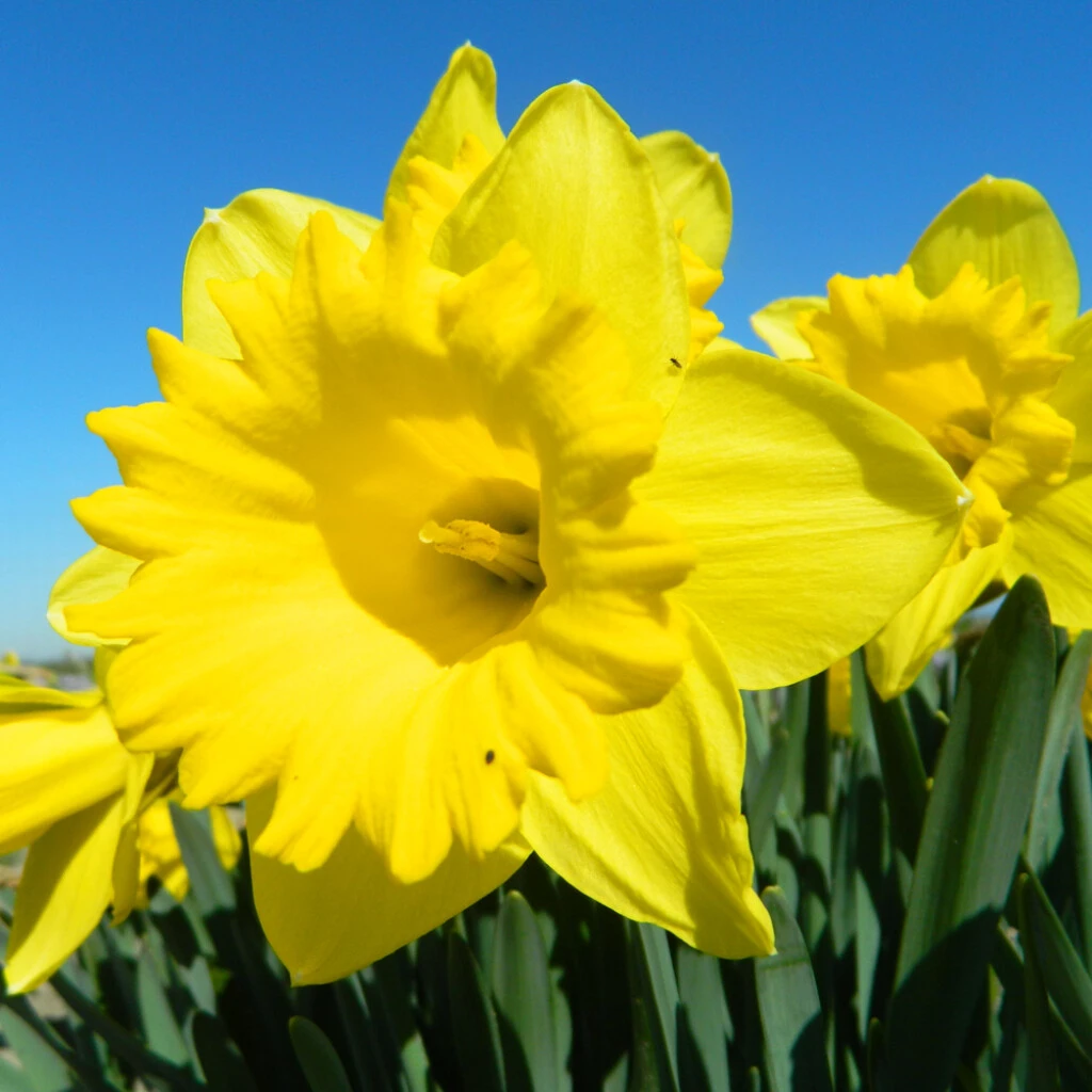 Osterglocken 'Dutch Master' Zwiebeln 3 Osterglocken 'Dutch Master' Zwiebeln