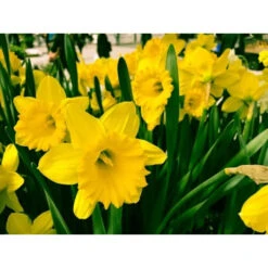 Osterglocken 'Dutch Master' Zwiebeln 6 Osterglocken 'Dutch Master' Zwiebeln -Saemereien osterglocken dutch master narcissus zwiebeln2