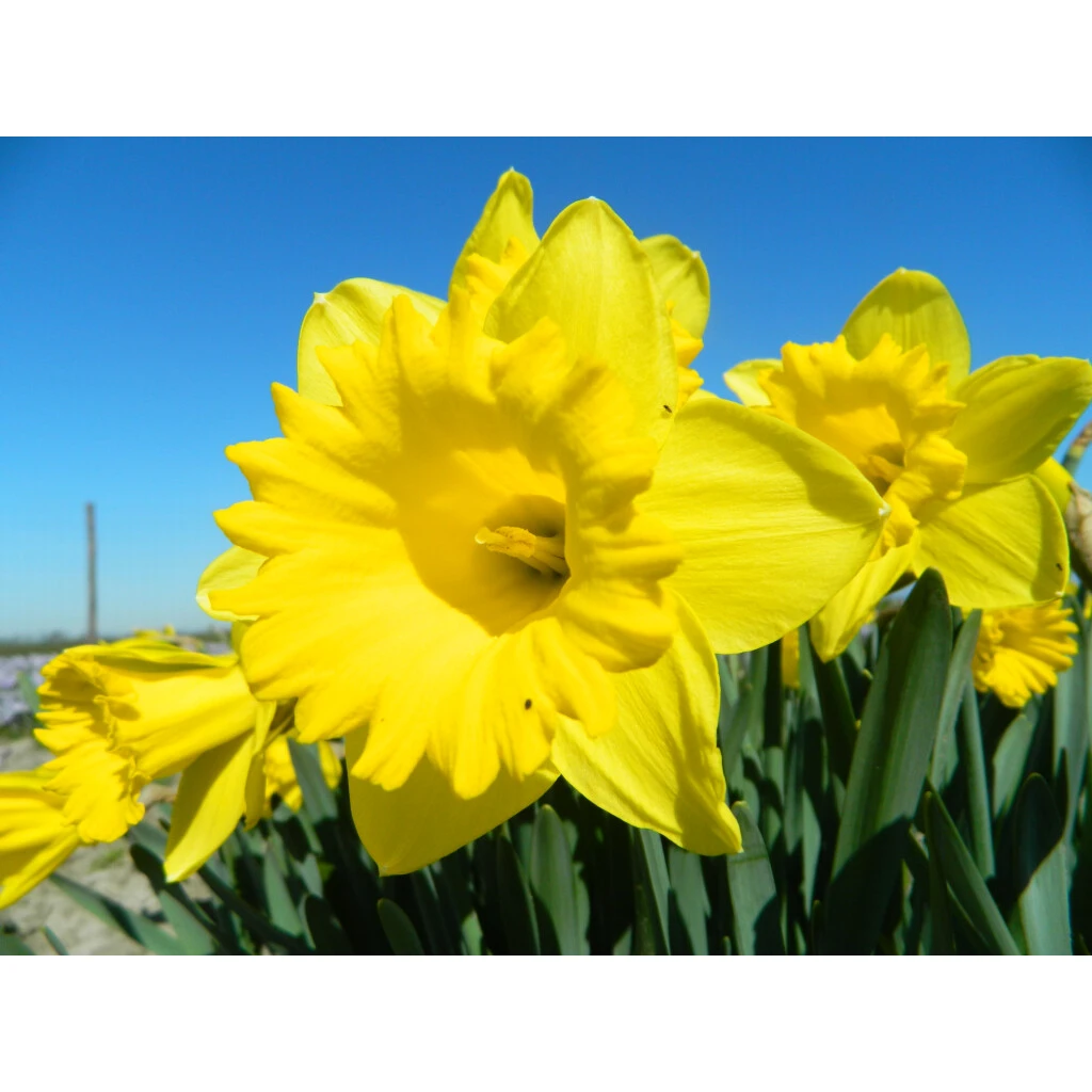 Osterglocken 'Dutch Master' Zwiebeln 5 Osterglocken 'Dutch Master' Zwiebeln – Bild 3