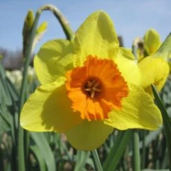 Osterglocken 'Red Ranger' Zwiebeln