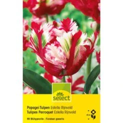 Papagei Tulpe 'Estella Rijnveld' Zwiebeln
