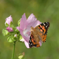 Papillonessa Aufzucht-Set -Saemereien papillonessa aufzucht set fuer schmetterlinge 7 8 raupen3