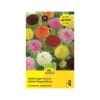Pompon Dahlie 'Mischung' Knollen 2 Pompon Dahlie 'Mischung' Knollen -Saemereien pompon dahlie mischung zwiebeln
