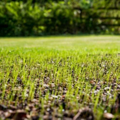 Quick Turf Royal Nachsaatrasen