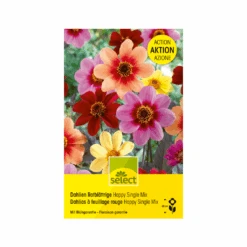 Rotblättrige Dahlie 'Happy Single Mischung' Knollen