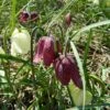 Schachbrettblume 'Kiebitz' Zwiebeln 1 Schachbrettblume 'Kiebitz' Zwiebeln -Saemereien schachbrettblume kiebitz fritillaria meleagris zwiebeln