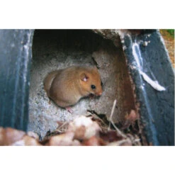 Schläferkobel 1KS (40mm) 7 Schläferkobel 1KS (40mm) -Saemereien schlaeferkobel 1ks 40mm3